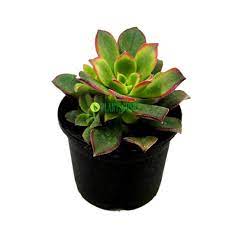 Find your favorite cactus succulent here in our website www.kaktus.id and get 10% discount. Aeonium Dream Color Kiwi Succulent Buy Online India At Plantsguru Com