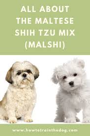 All About The Maltese Shih Tzu Mix Maltese Shih Tzu Shih Tzu Mix Maltese Poodle