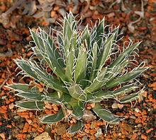 Check spelling or type a new query. Agave Toumeyana Wikipedia