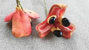 Image result for Blighia