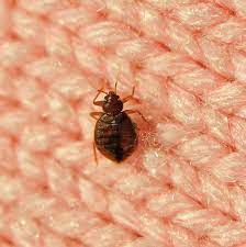 For rodents, consider size, color, length of. 15 Common House Bugs To Know What Insects Live In Houses