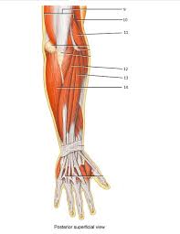The anterior (flexor) compartment contains the biceps brachii, coracobrachialis and brachialis muscles. Arm Muscles Diagram Posterior Anatomy Of Posterior Compartment Of The Arm Nine Muscles Cross The Shoulder Joint