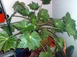 Image result for Begonia