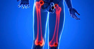 18 epifiza os lung, sectiune longitudinala. Care Este Cea Mai Mare Os In Corp 2021