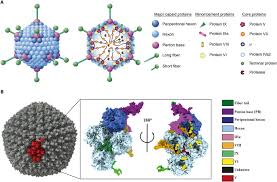 These primary cell cultures were often noted to spontaneously degenerate over time, and adenoviruses are now known to be a common cause of asymptomatic respiratory tract infection that. The Structure Of Enteric Human Adenovirus 41 A Leading Cause Of Diarrhea In Children Science Advances