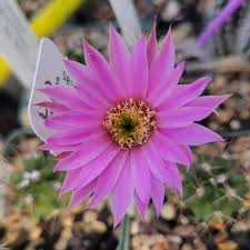 Image result for Orbea paradoxa