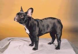The french bulldog is a unique breed of dog in so many ways. French Bulldog Dog Breed Information And Pictures