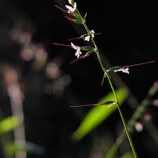 Image result for Oplismenus undulatifolius