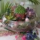 Tabletop Succulent Garden Workshop