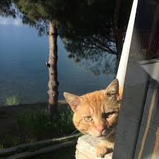 Zuhal Ucok On Instagram Balkon Kedilerimden Bir Tanesi Ne Zaman Yemek Vereceksin Bakisi Cunda Ayvalik Balik In 2020 Cats Animals Sequin Bodycon Dress