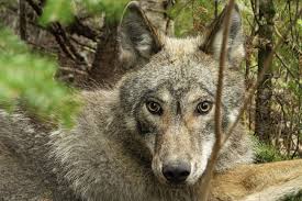As unoriginal as its title, david hayter's wolves is yet another hoary, hairy transformation narrative featuring lycanthropy as. Wolves Preying On Beavers In Minnesota Reshape Wetlands Mpr News