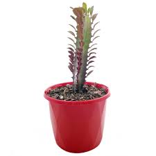 It is commonly cultivated worldwide as a container plant or outdoors in u.s. Euphorbia Trigona Purpurea Royal Red