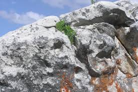 Image result for Teedia lucida