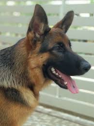 This breed profile is written by one of our in house veterinarians, dr kimberley chainey. 7 Month Old Gsd German Shepherd Dogs German Shepherd Dog Lovers
