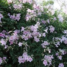 Image result for Podranea