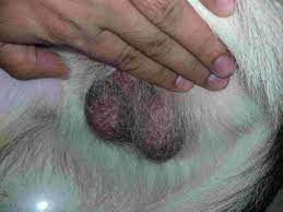 I am concerned about his seizures as well as the potential for testicular cancer. Just To Check What Do You Think Is His Testicles Are Normal Photo Are Attached And What Are The Signs Of Testicular Cancer In Dogs Petcoach