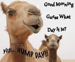 See more ideas about wednesday hump day, wednesday quotes, happy wednesday quotes. Good Morning Guess What Day It Is Yep Hump Day Happy Wednesday Quotes Morning Humor Good Morning Funny