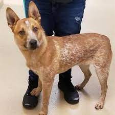 Salt lake county, ut id: Ogden Utah Australian Cattle Dog Meet Dasher A For Adoption Https Www Adoptapet Com Pet 30134025 Ogden Utah Aus Australian Cattle Dog Cattle Dog Cattle