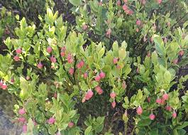Image result for Vaccinium madagascariense