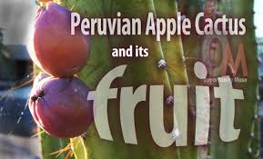 The fruit of the peruvian apple cactus is strikingly. Peruvian Apple Cactus And Its Tempting Fruit Is Irresistible