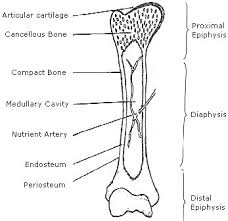 Human figure diagram in anatomic position with labeled reference arrows showing anatomical directions, superior, inferior, lateral, medial. Nasm Chapter 2 Basic Exercise Science Alexanderfitness