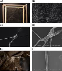 The frequent wooded areas, but may be found near buildings under tables. Black Widow Spider Connection Joints Hold Web And Prey Wrapping Fibers Download Scientific Diagram
