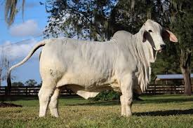 We did not find results for: Brahman Cattle