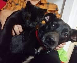 No Se Por Que Mi Pama Siempre Insiste En Que Me Tome Una Foto Con El Gato No Entiendo Perro Gato Mascota Adoptanocompres Rescata R