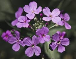 Even when dry, lavender will keep its scent, which makes it a commonly used bloom in relaxation masks and dry arrangements. 62 Types Of Purple Flowers With Pictures Flower Glossary