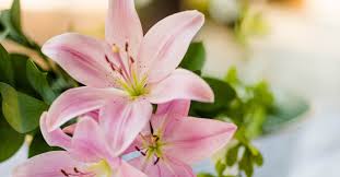 Important for ongoing growth and. Consider The Lillies Of The Field Verse Meaning Explained