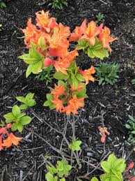 Pin On Colors Of Summer