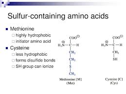 Catalytic Mechanism Of Methionine Sulfoxide Reductases That Use An... |  Download Scientific Diagram