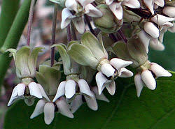 Image result for Apocynaceae subfamilies Asclepiadoideae and Secamonoideae