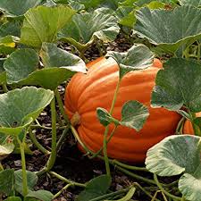 Græskar <br>'Mammoth Gold' <br><i>Cucurbita maxima</i> - Køkkenhaven -  Albinus Frø