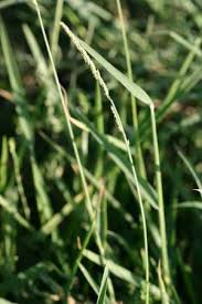 Image result for Eriochloa procera