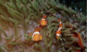 Check spelling or type a new query. Marine Animals