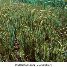 Image result for Lycopodium clavatum