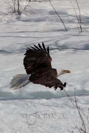 Birds That Look Like Bald Eagles Low Altitude Fly By Bald Eagle Eagle Pictures Birds
