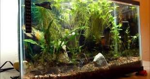 Pin By Randolph Hernandez On Fish And Aquascaping Betta Live Plants Betta Tank