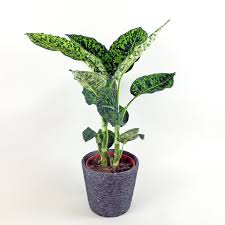 Dumb Cane Reflector Dieffenbachia Seguine Reflector In 2020 Plant Care Plants Green Leaves