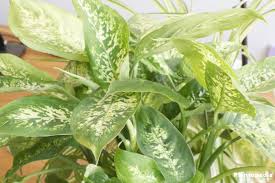 They are generally green with splashes or blotches of creamy white. Dieffenbachia Dumb Cane Leopard Lily Plant How To Care And Propagate Plantopedia