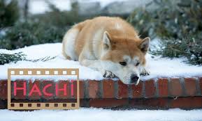 Film Onerisi Hachiko Hachi Bir Kopegin Hikayesi Oneri Ajandam