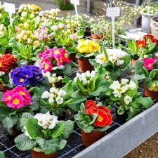 Zwiebelblüher in töpfen blühen etwa 7 bis 14. Fruhlingspflanzen Blumen Strub