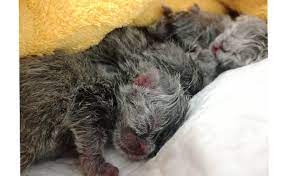 Check spelling or type a new query. Ghid Cum Ingrijim Puii De Pisica Nou Nascuti Pet Stuff