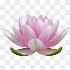 Percy jackson, like any teenager, has issues: Free Lotus Flower Png Images Hd Lotus Flower Png Download Page 2 Vhv