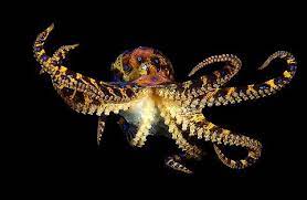 Google Image Result For Http Www Lanzaroteoceanfilmfestival Eu Wp Content Uploads 2011 12 Octopus5 Jpg Octopus Octopus Art Octopus Pictures