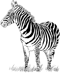 Looking for your favorite zebra pen products? Free Printable Zebra Coloring Pages For Kids