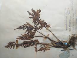 Image result for Doryopteris concolor