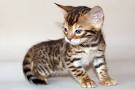 Bengal Cat Breed Profile | Petfinder
