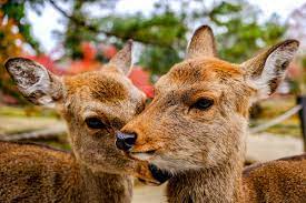 Discover the best of deer park so you can plan your trip right. Nara Deer Park Feeding Deer At The Nara Park In Japan